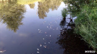 В реке Воронке отравили рыбу?, Фото: 1