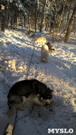 Зимний поход с собаками, Фото: 46