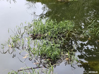 В Платоновском парке дохнут утки и рыба, Фото: 2