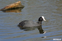 На пруду в тульском Скуратово поселились редкие птицы, Фото: 15