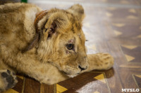 Львенок в контактном зоопарке, Фото: 14