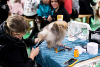Пражский крысарик, хотошо и кангал: в Туле прошла выставка собак всех пород, Фото: 72