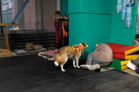 Хвостатые волонтеры: как собаки ищут пропавших живых и мертвых, Фото: 24