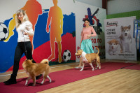 В Туле прошла выставка собак всех пород, Фото: 109