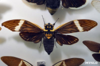 Экспозиция тропических насекомых в Тульском экзотариуме, Фото: 4