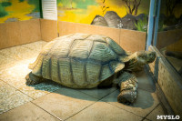 Черепахи в экзотариуме, Фото: 29