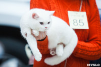 Международная выставка кошек в ТРЦ "Макси", Фото: 58