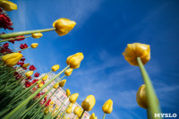 Тюльпаны в Туле, Фото: 3