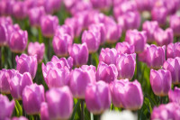 В Туле расцвели тюльпаны, Фото: 44
