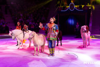 Цирковое шоу Жар птица, Фото: 138