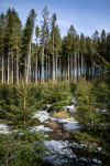посадка деревьев в Ясной Поляне, Фото: 26