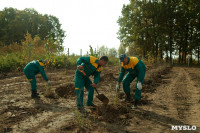Высадка деревьев на территории бывшей судаковской свалки, Фото: 5