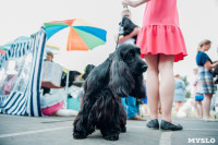Всероссийская выставка собак в Туле, Фото: 88
