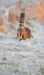 , Фото: 2