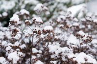 Мартовский снег в Туле, Фото: 120