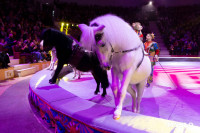 Цирковое шоу Жар птица, Фото: 141