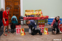 Выставки собак в ДК "Косогорец", Фото: 41