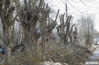 Кронирование деревьев в Туле: что можно, а чего нельзя?, Фото: 15