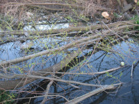 Спиленные деревья в ручье березовой рощи, Фото: 2