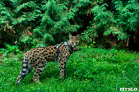 Бэби-леопард дома: зачем туляки заводят диких сервалов	, Фото: 37