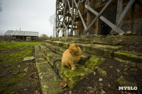 Храм Спаса Нерукотворного Образа, Фото: 36