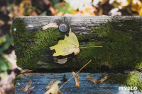 Всехсвятское кладбище, Фото: 84