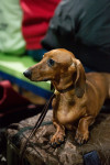 В Туле прошла выставка собак всех пород, Фото: 171