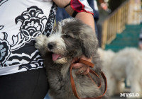 В Туле прошла Всероссийская выставка собак , Фото: 24