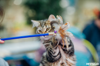 Выставка кошек "Конфетти", Фото: 17