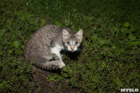 Коты и кошки в Туле, Фото: 27