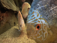 , Фото: 39