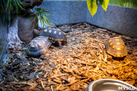 Черепахи в экзотариуме, Фото: 41