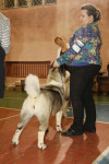 В Туле прошла всероссийская выставка собак, Фото: 11
