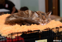 Выставка кошек в Туле, Фото: 2