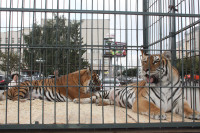 Тигры в городе!, Фото: 1