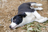 Собаки на тульской метеостанции, Фото: 8