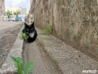 Тульские котики, Фото: 27