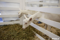 Выставка коз в Туле, Фото: 20