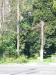 «Сушняк-2019 Тула». Городской хит-парад засохших деревьев, Фото: 243