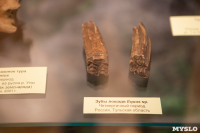 «Миллионы лет под землей»: в Тульском краеведческом музее открылась палеонтологическая выставка, Фото: 24