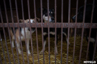 Отлов бездомных собак в Туле и области: «Континент+» рассказал об особенностях работы, Фото: 26
