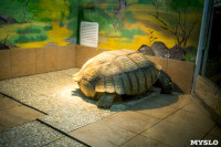Черепахи в экзотариуме, Фото: 34
