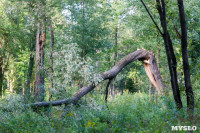 В Баташевском саду из-за непогоды упали вековые деревья, Фото: 5
