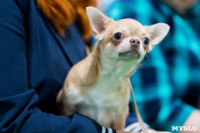 Пражский крысарик, хотошо и кангал: в Туле прошла выставка собак всех пород, Фото: 100