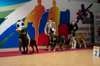 В Туле прошла выставка собак всех пород, Фото: 12