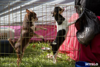 В Туле прошла Всероссийская выставка собак , Фото: 12