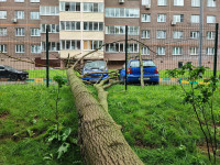 Упавшее дерево в Платоновском парке, Фото: 4