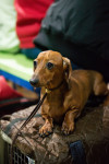 В Туле прошла выставка собак всех пород, Фото: 172