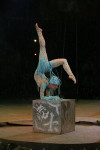 В Тульском цирке прошла премьера аква-шоу, Фото: 32
