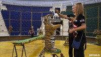 Фитнес для тигрят: как воспитываются будущие звезды цирка?, Фото: 8